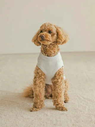A small curly-haired dog sitting on a beige carpet wearing a white pullover sweater.