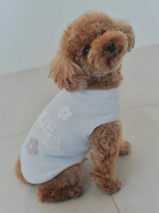 Small dog wearing CAT&DOG Flower Logo Jacquard Pullover sitting on floor.