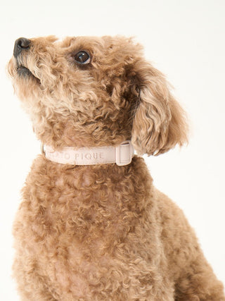 Brown dog wearing stylish and durable CAT&DOG Pet Safe Collar made of premium Cordura material, showcasing pet fashion versatility.