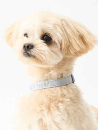 Small dog wearing a gray CAT&DOG Pet Safe Collar made from Cordura material, showcasing its stylish and durable design.