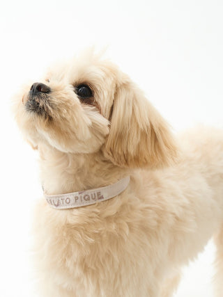 Small fluffy dog wearing a stylish white pet collar, looking upward against a white background.