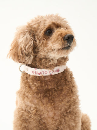 Brown dog wearing CAT&DOG Strawberry & Ice Cream Motif Pet Safe Collar, showcasing cool and durable design for pets.