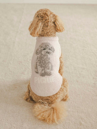 Toy Poodle wearing a cute CAT&DOG pet sweater with dog graphic, sitting on a soft beige carpet.