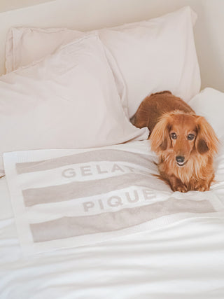 Small dog lying on bed with Gelato Pique Smoothie pet blanket featuring dual-tone border design