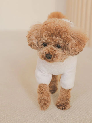 Adorable brown poodle wearing CAT&DOG Heart Bear Jacquard pet clothes, showcasing cozy, stylish outfit for small dogs.