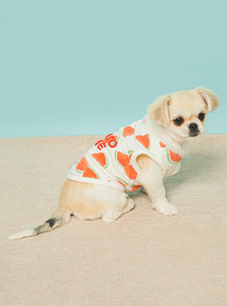 Small dog wearing watermelon motif cool pet clothes with a playful logo, designed for summer comfort. Perfect for stylish walks.