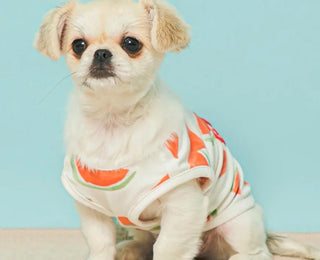 Cool Pet Picks for Summer: Lightweight Clothes, Neck Covers, and Rainy-Day Extras