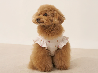 Measuring Your Dog for the Perfect Hoodie Fit