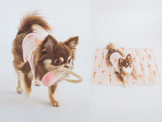 Light Layers for Dogs: Keeping Pets Chic from Summer to Fall