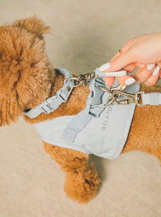 7 Loving Ways to Spoil Your Fur Baby