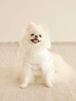 [CAT&DOG] Gelato Colorful Border Pet Clothes in Off White, Premium Luxury Pet Apparel, Pet Clothes at Gelato Pique USA