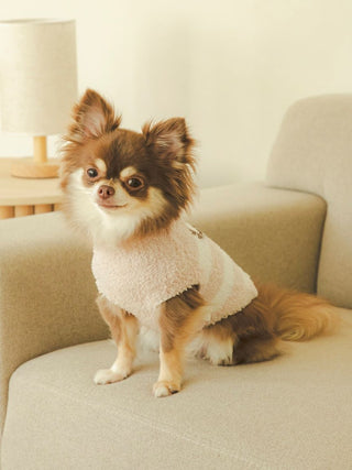 Chihuahua in beige premium loungewear by Gelato Pique USA, sitting on beige sofa.