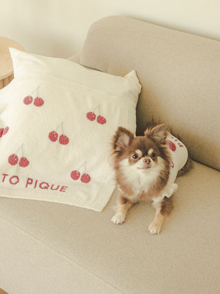 Chihuahua wearing cherry jacquard pet clothes sitting on a sofa with cherry-patterned blanket.