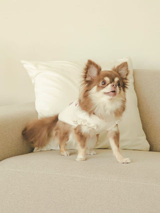 Small dog in white cherry jacquard pet clothes on a beige sofa.