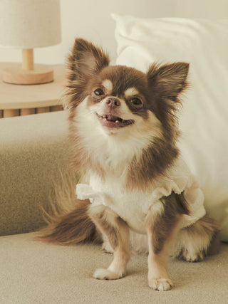 Chihuahua wearing cherry jacquard pet clothes, smiling on a beige couch.