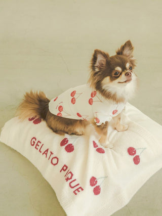 Small dog on a white pet blanket with cherry pattern labeled 'Gelato Pique', wearing a matching cherry pattern outfit.