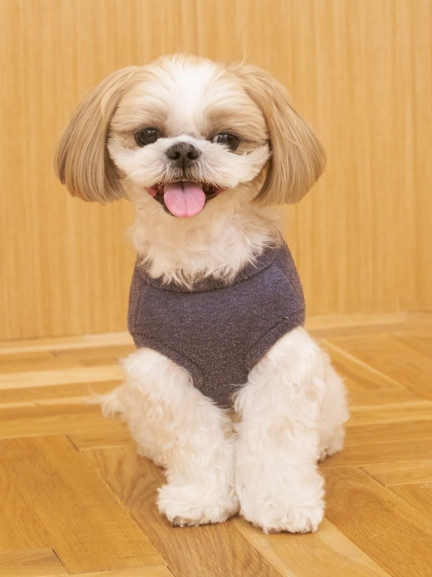 CAT&DOG Smoothie Bear Jacquard Pullover