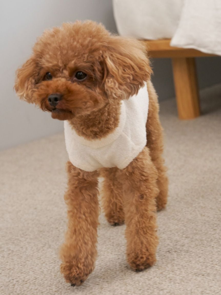 CAT&DOG Smoothie Bear Jacquard Pullover
