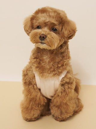 [CAT&DOG] Summer Bear Pet Pullover