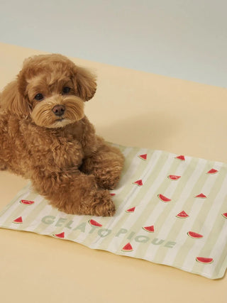 [CAT&DOG] Summer Bear Cool Pet Mat