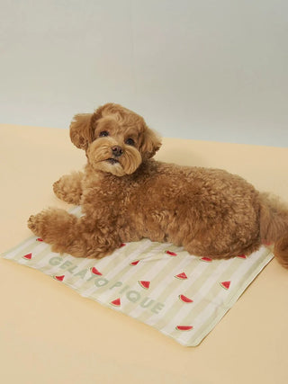 [CAT&DOG] Summer Bear Cool Pet Mat