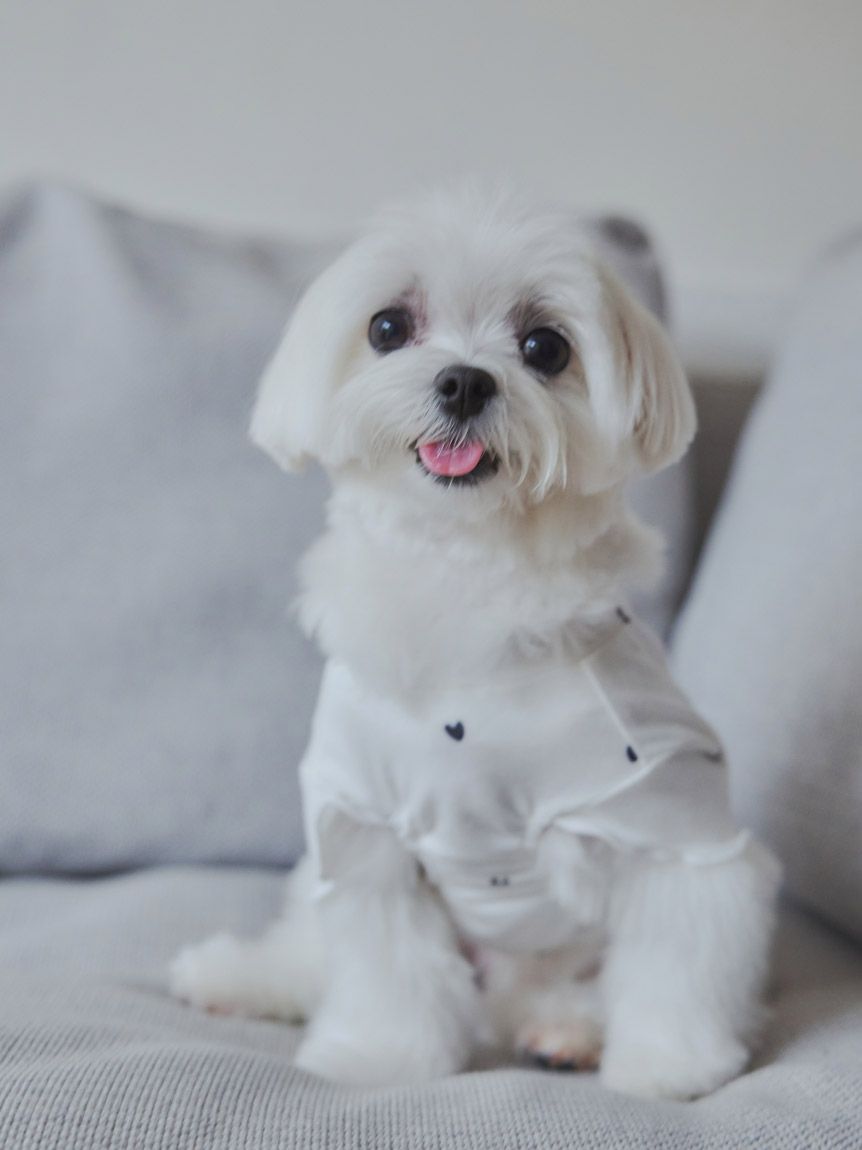 [CAT&DOG] Cool-touch Heart Pet Pullover